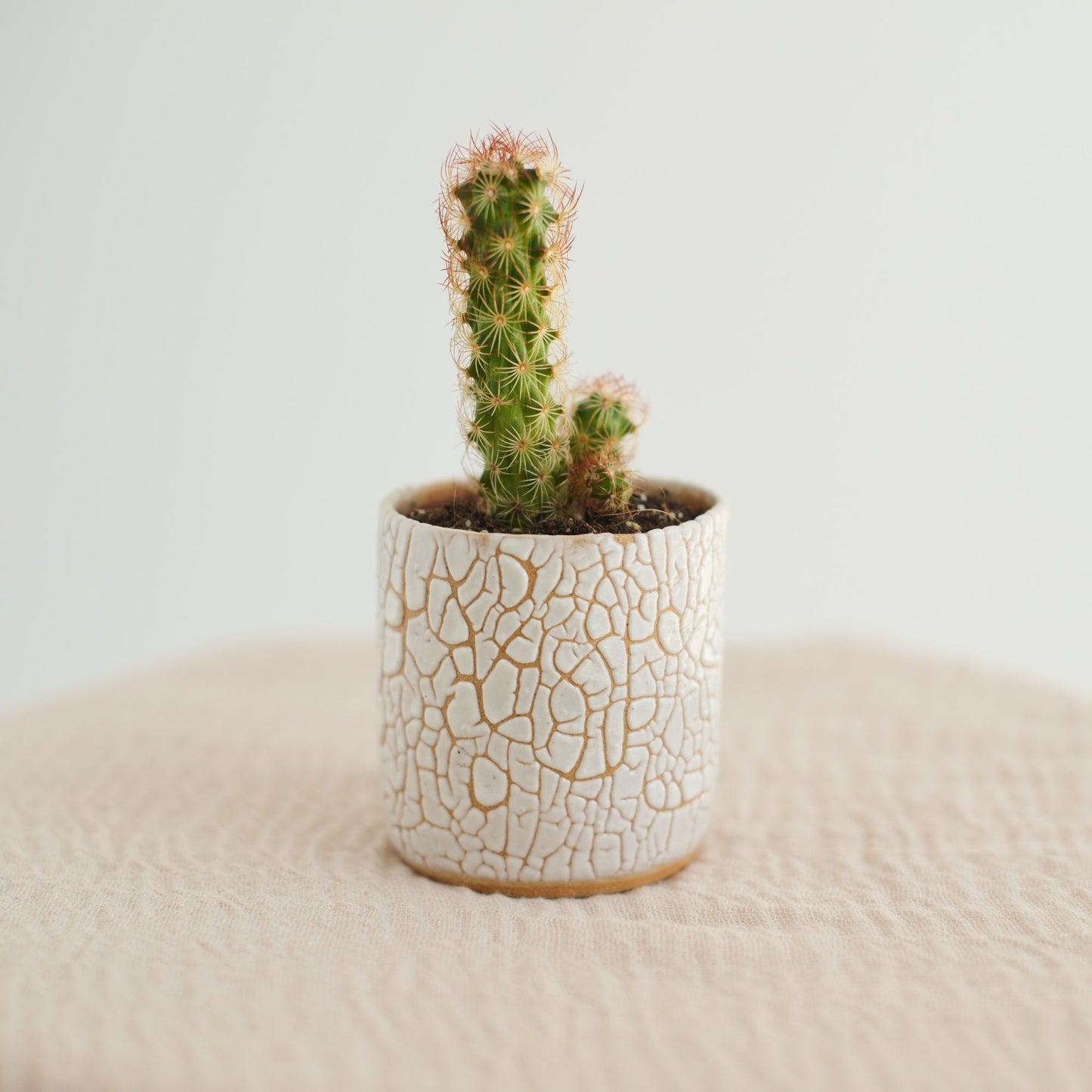 Mini Plant Pot in Cream