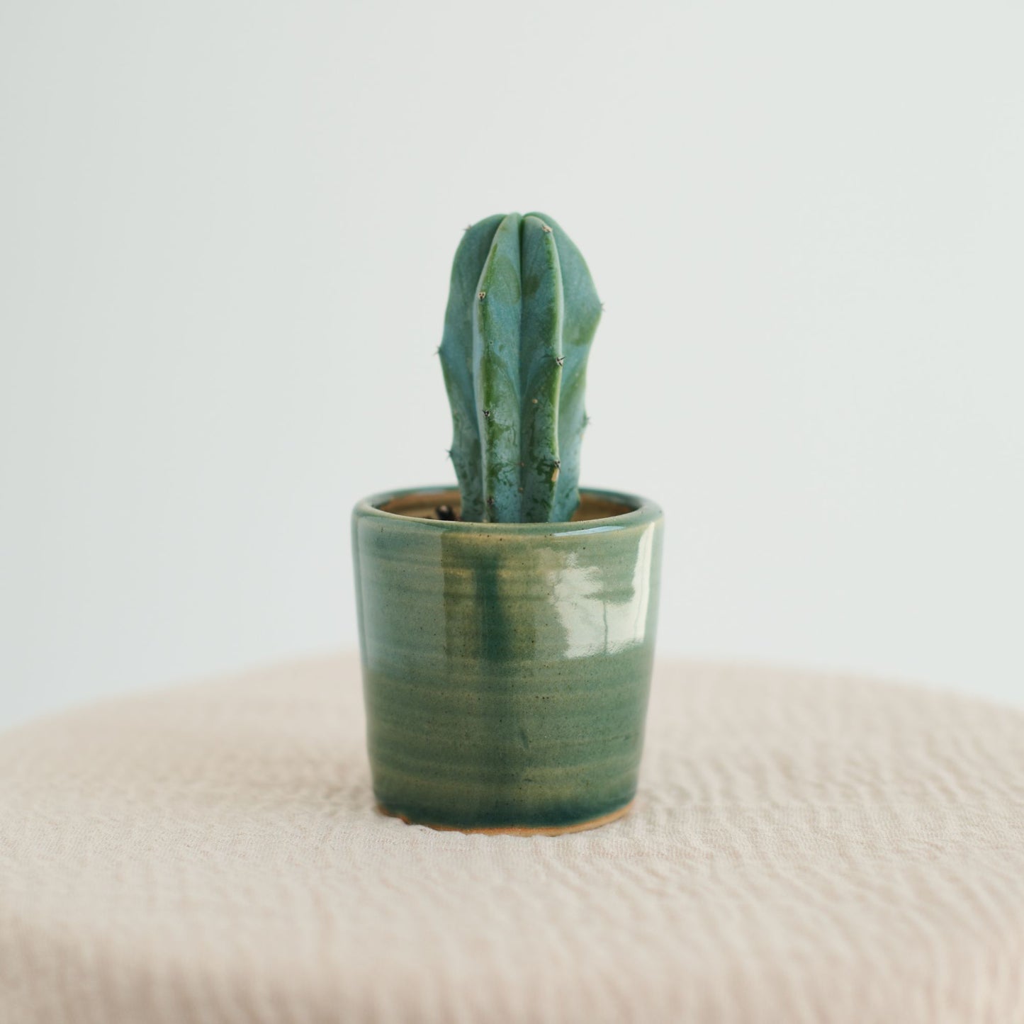 Mini Plant Pot in Green